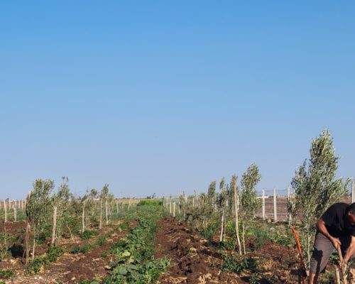 WhatsApp Image 2024-12-03 at 15.52.55